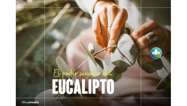 El poder sanador del Eucalipto